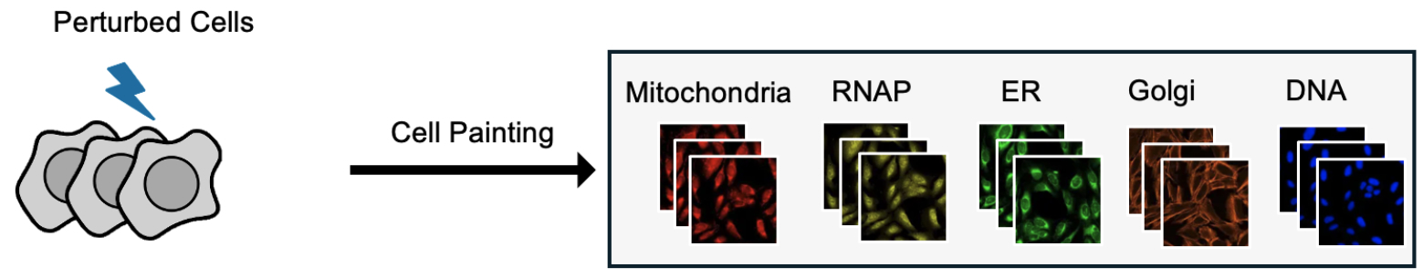 First research result visualization
